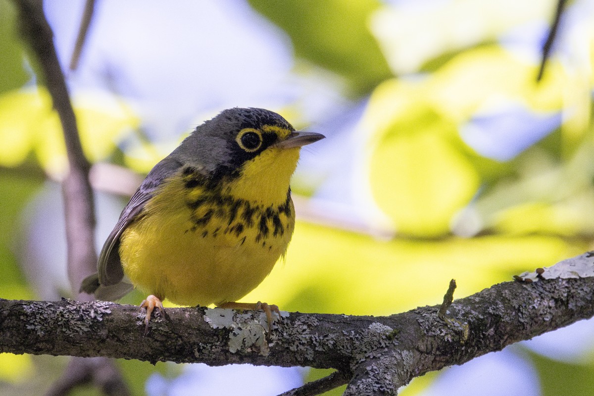 Canada Warbler - ML636245810