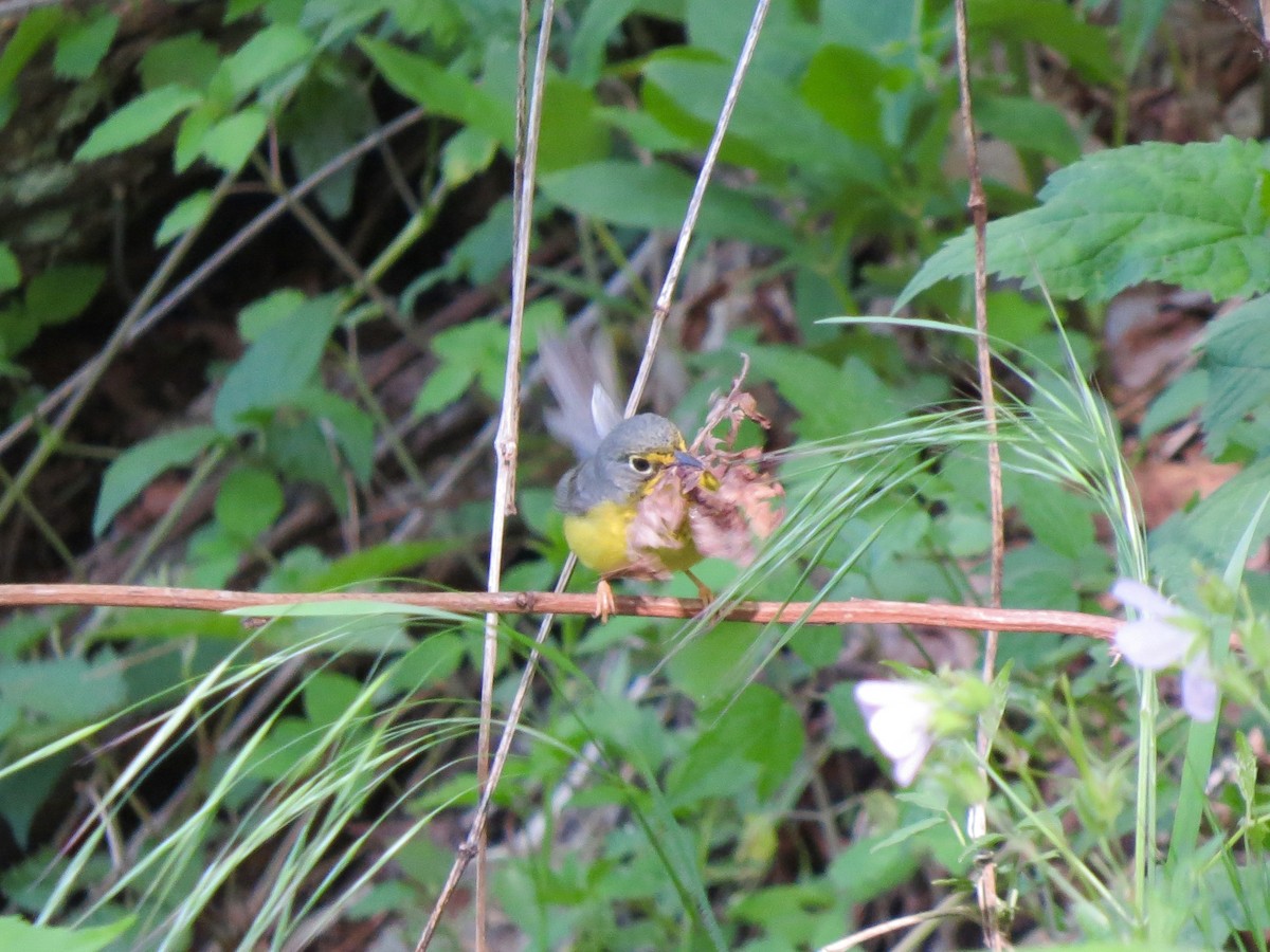 Canada Warbler - Nancy Barnhart
