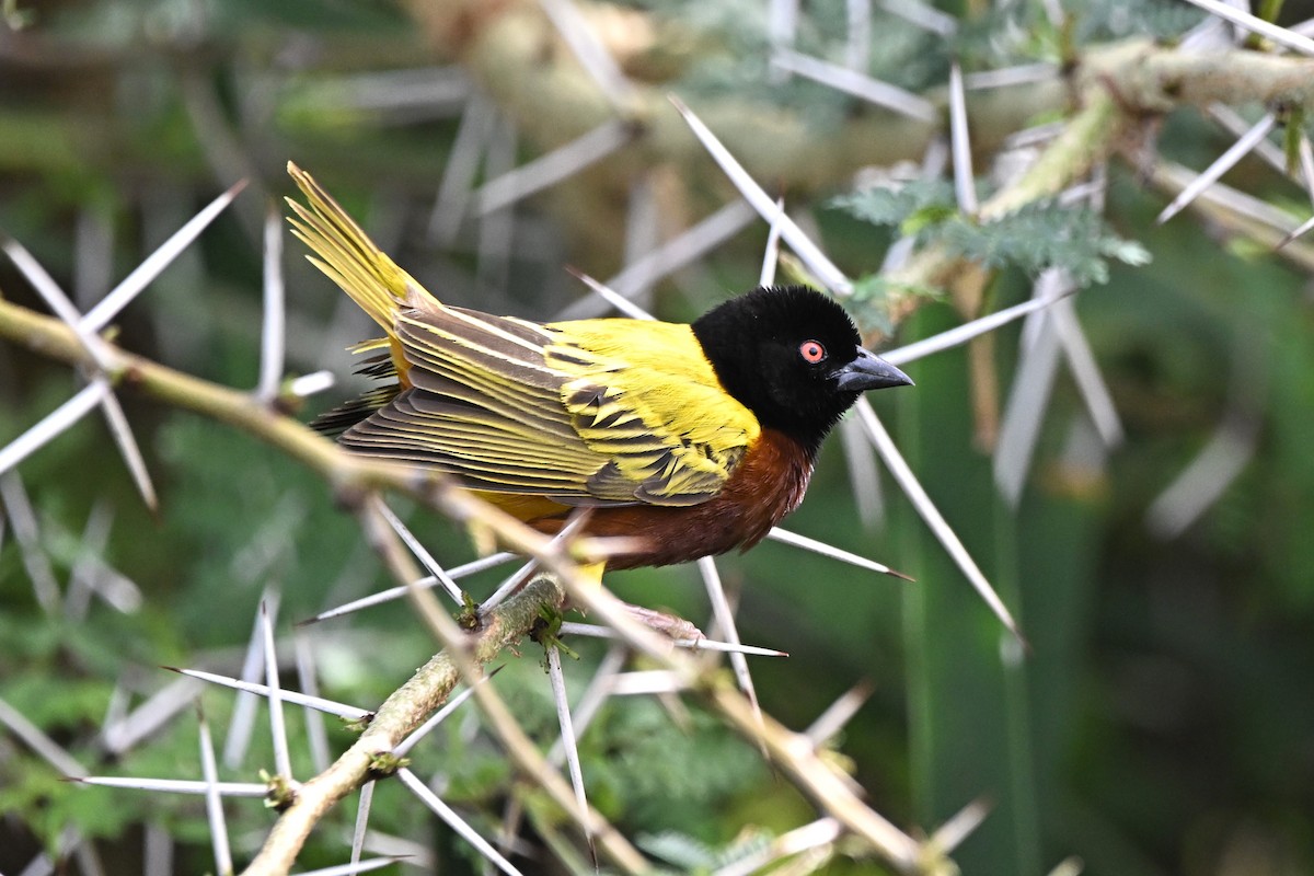 Golden-backed Weaver - ML636245857