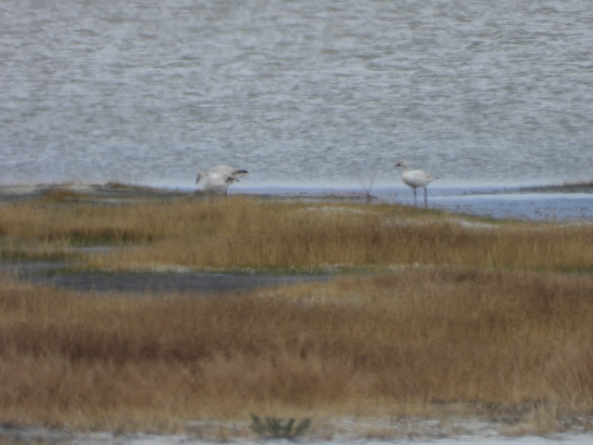 Snow Goose - ML636245862