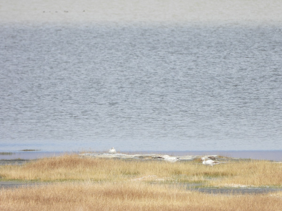 Snow Goose - ML636245884