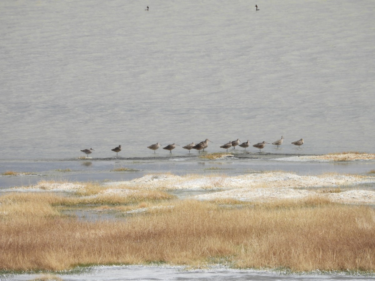 Marbled Godwit - ML636245905