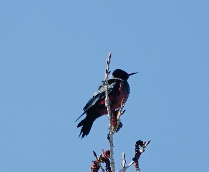 Lewis's Woodpecker - ML636245993