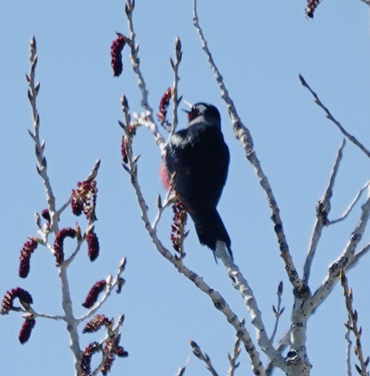 Lewis's Woodpecker - ML636246007