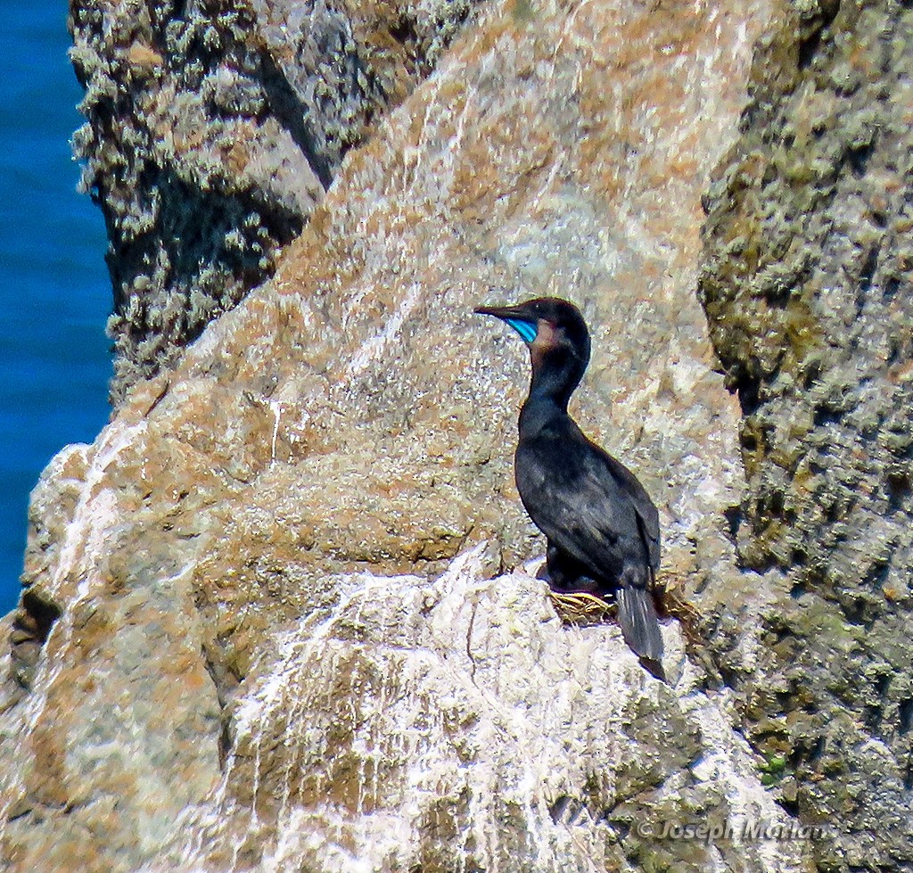 Brandt's Cormorant - ML636246019