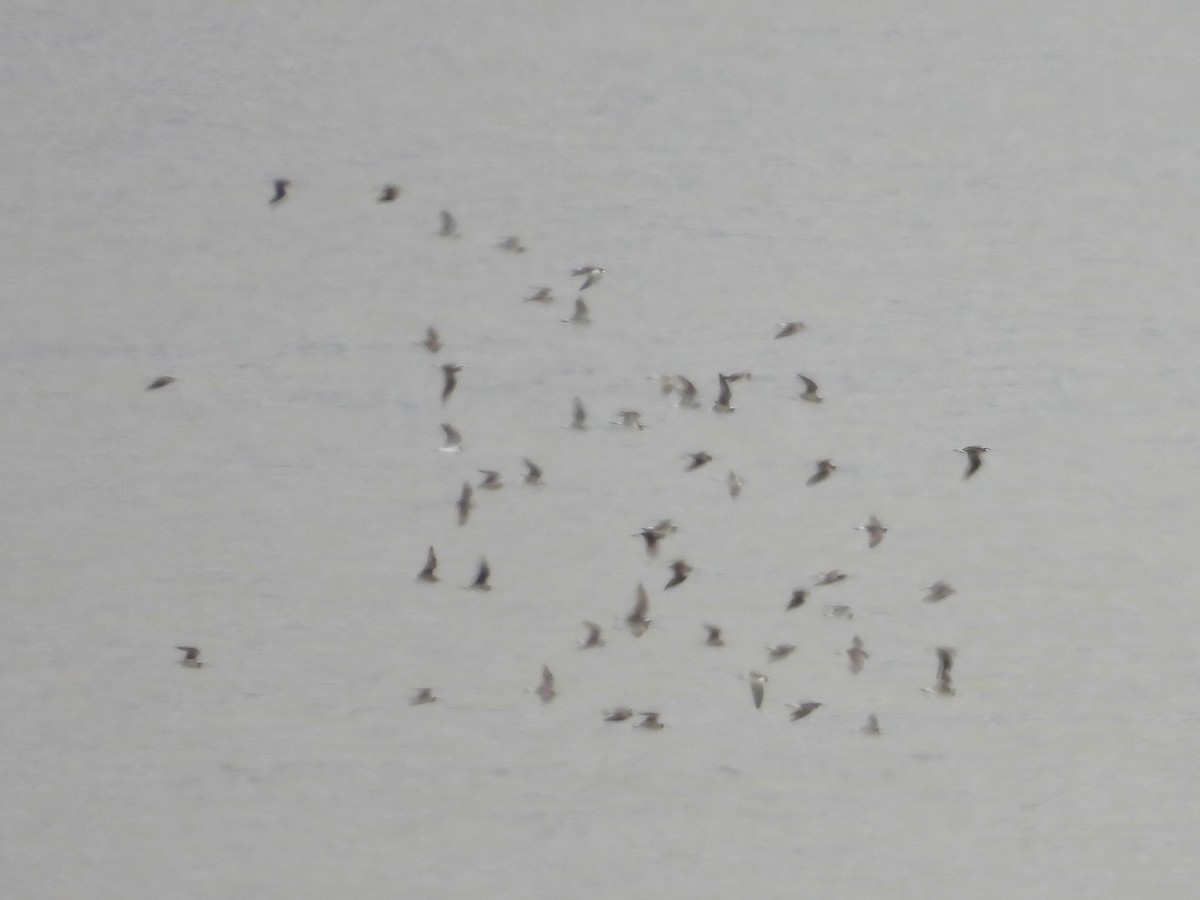 Wilson's Phalarope - ML636246021