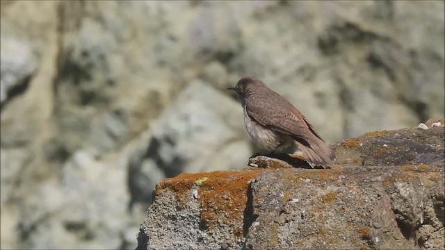Troglodyte des rochers - ML636246068