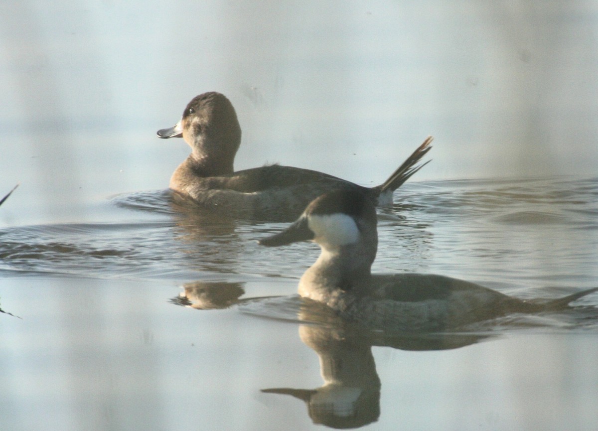 Gobbo della Giamaica - ML636246185