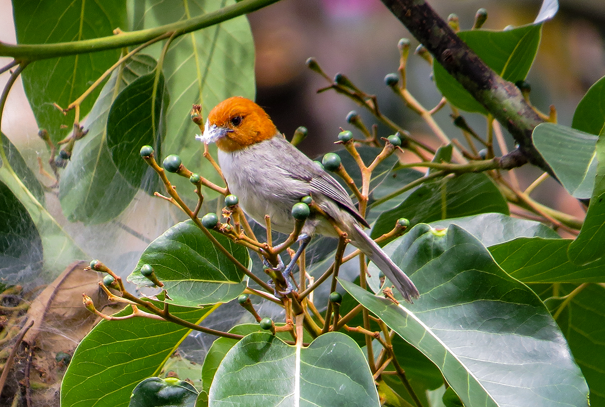 Fulvous-headed Tanager - ML636246194
