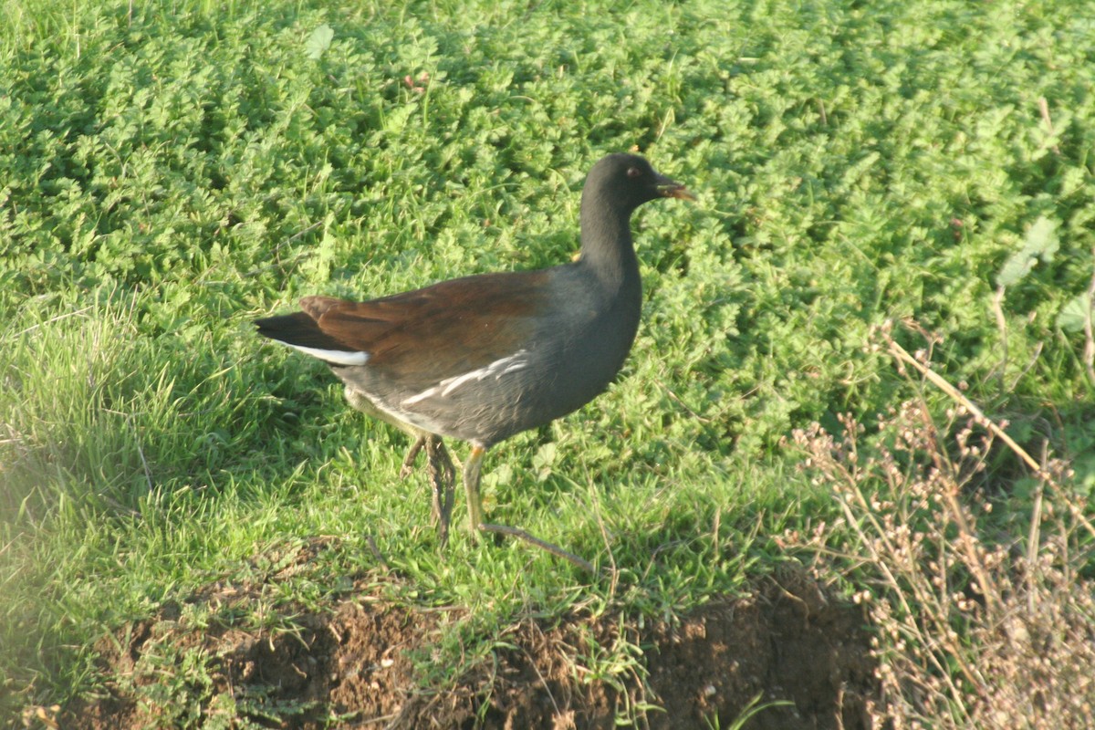 Common Gallinule - ML636246239