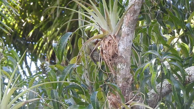 Cuban Green Woodpecker - ML636246326