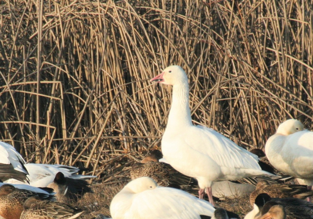 Oca delle nevi - ML636246342