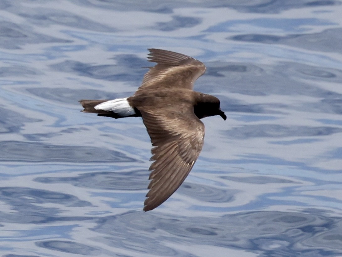 Wedge-rumped Storm-Petrel - ML636246357