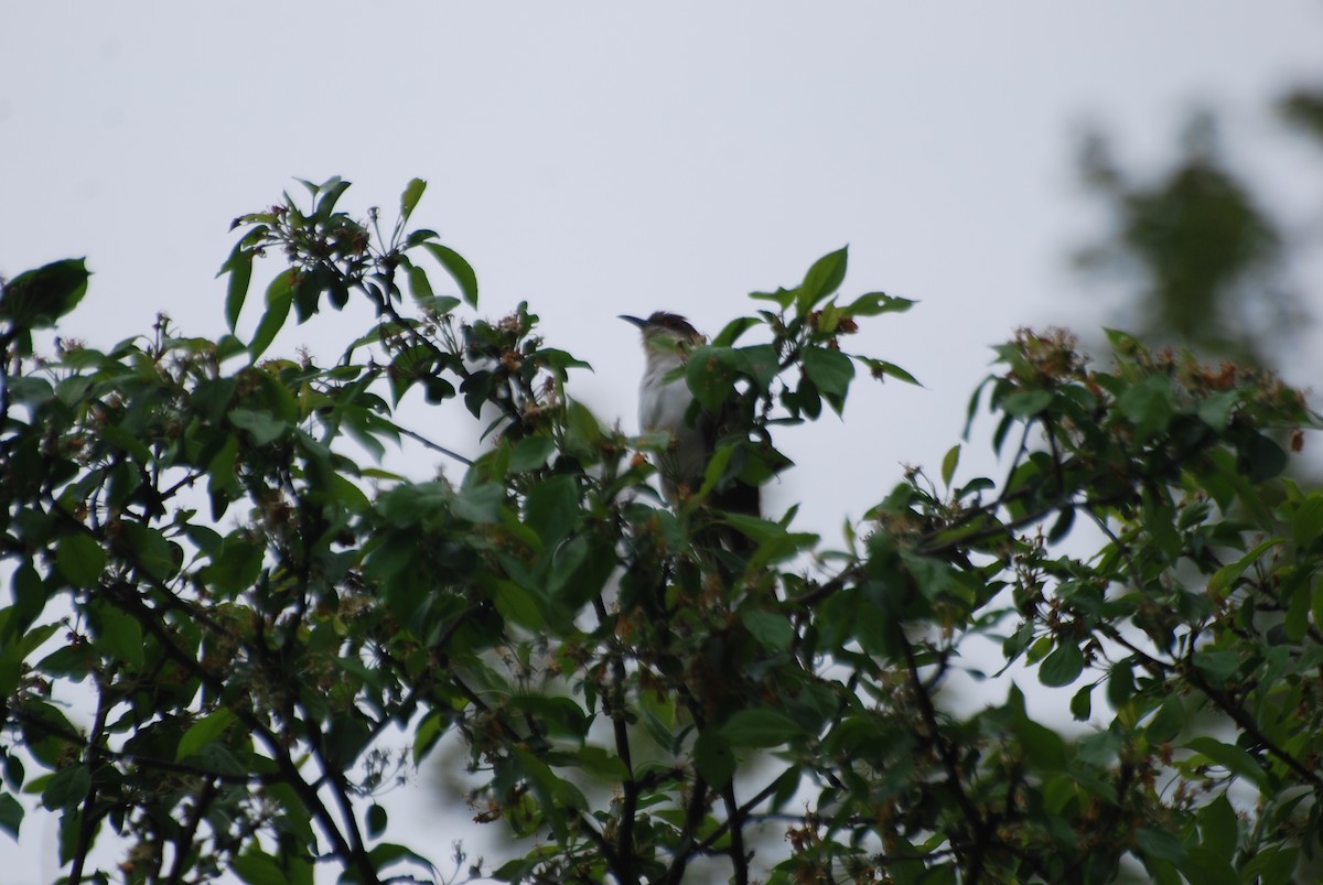 Black-billed Cuckoo - ML636246371