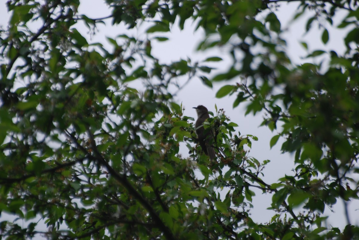 Black-billed Cuckoo - ML636246372