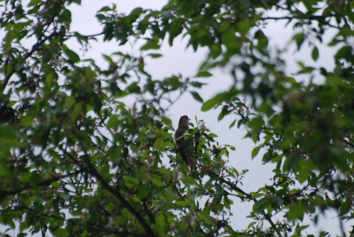 Black-billed Cuckoo - ML636246373
