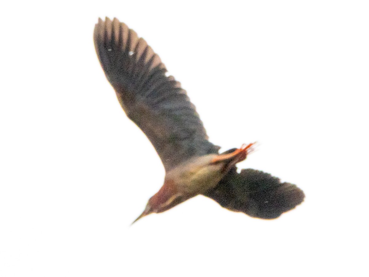 Green Heron - ML636246460