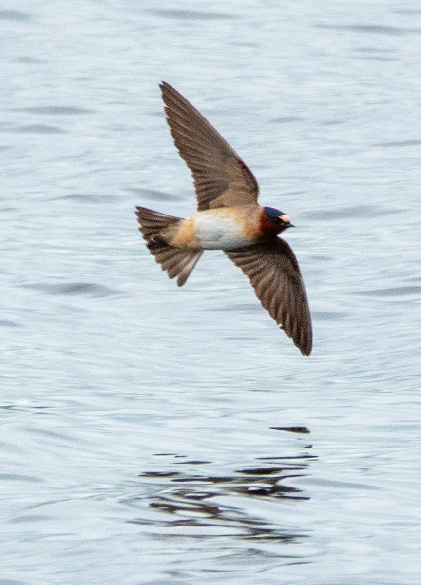 Cliff Swallow - ML636246479