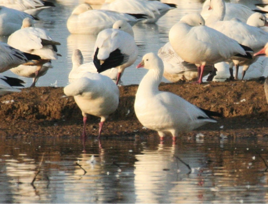 Ross's Goose - ML636246494
