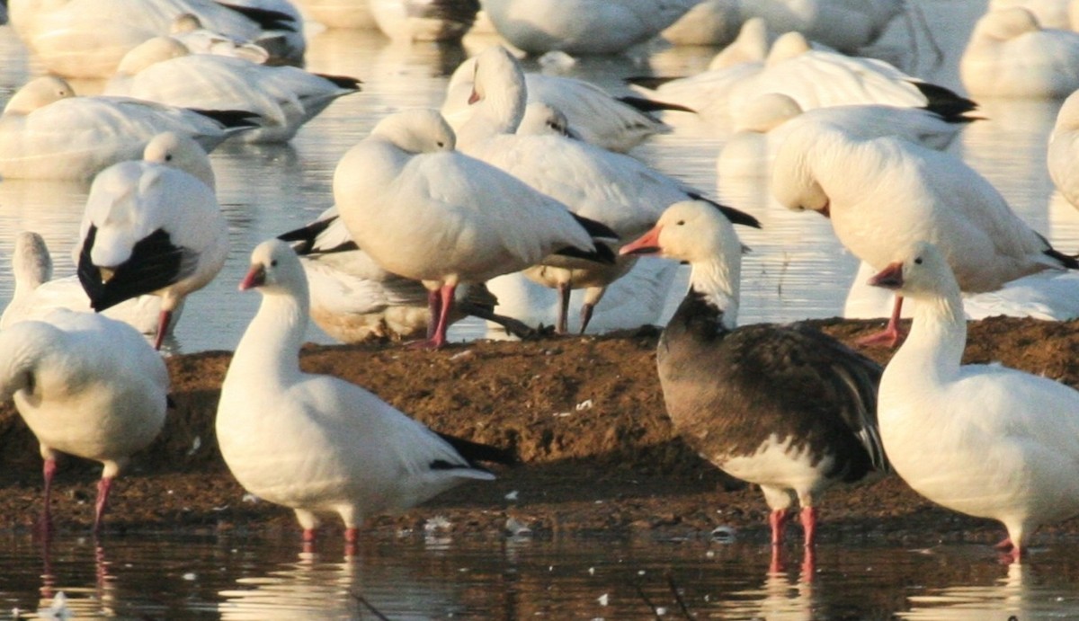 Oca delle nevi - ML636246681