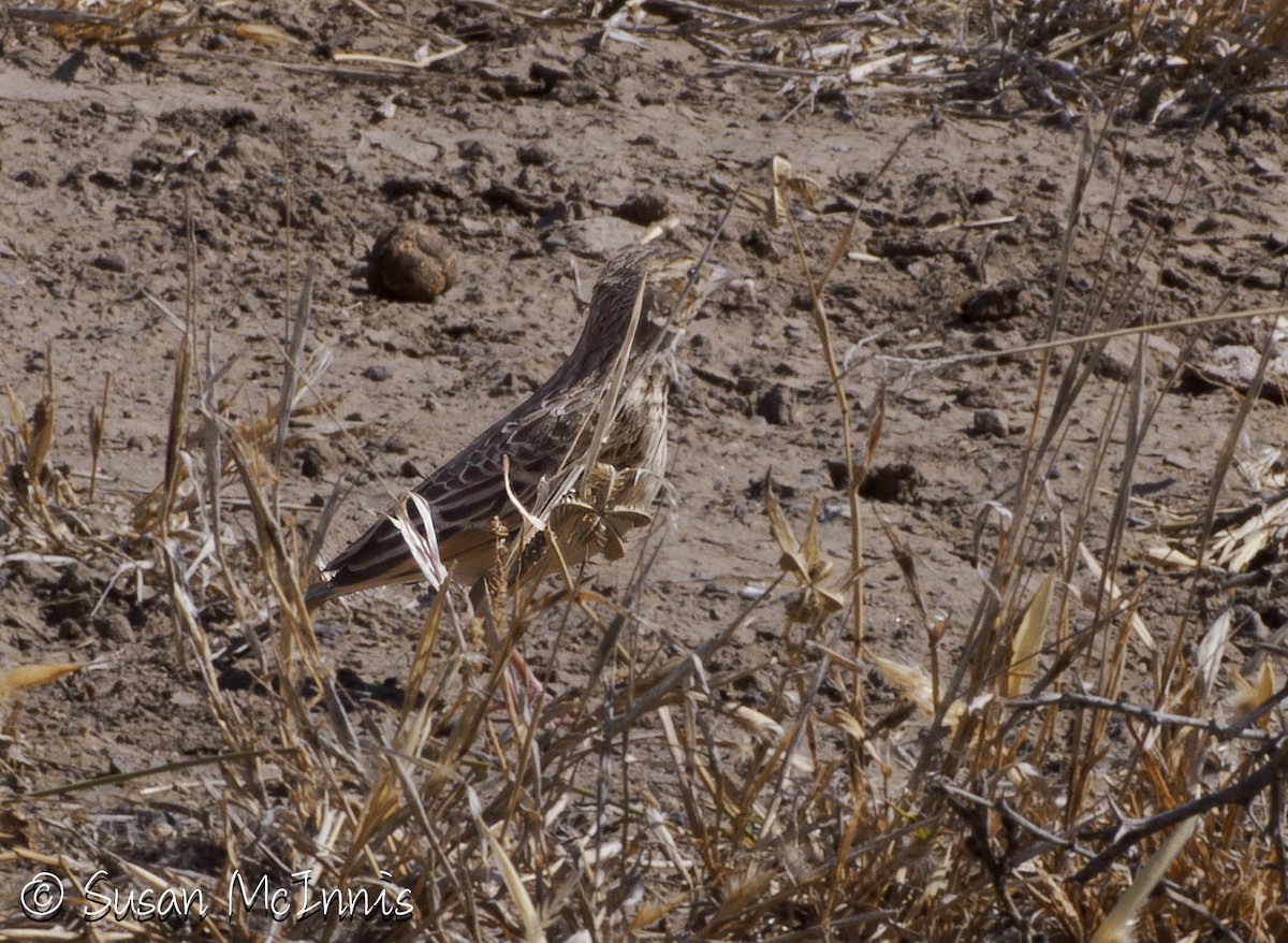 Singing Bushlark (Singing) - ML636246698