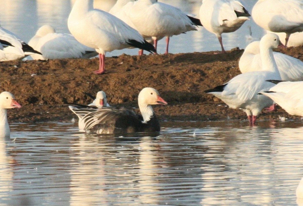 Oca delle nevi - ML636246802