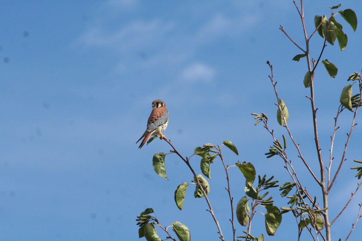 American Kestrel - ML636246928