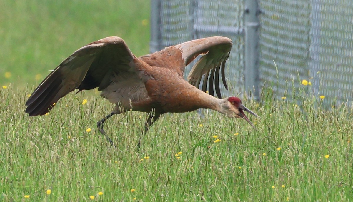 kanadatrane - ML636247063