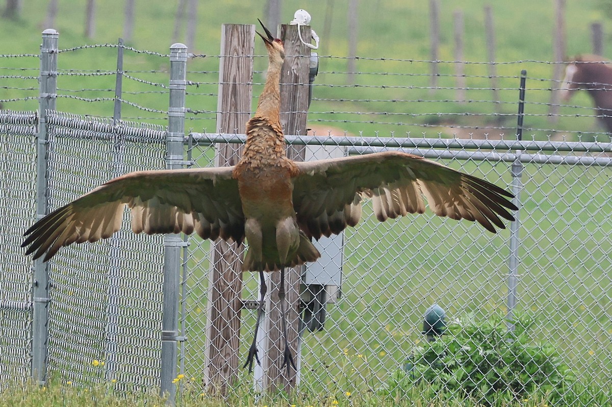 kanadatrane - ML636247065