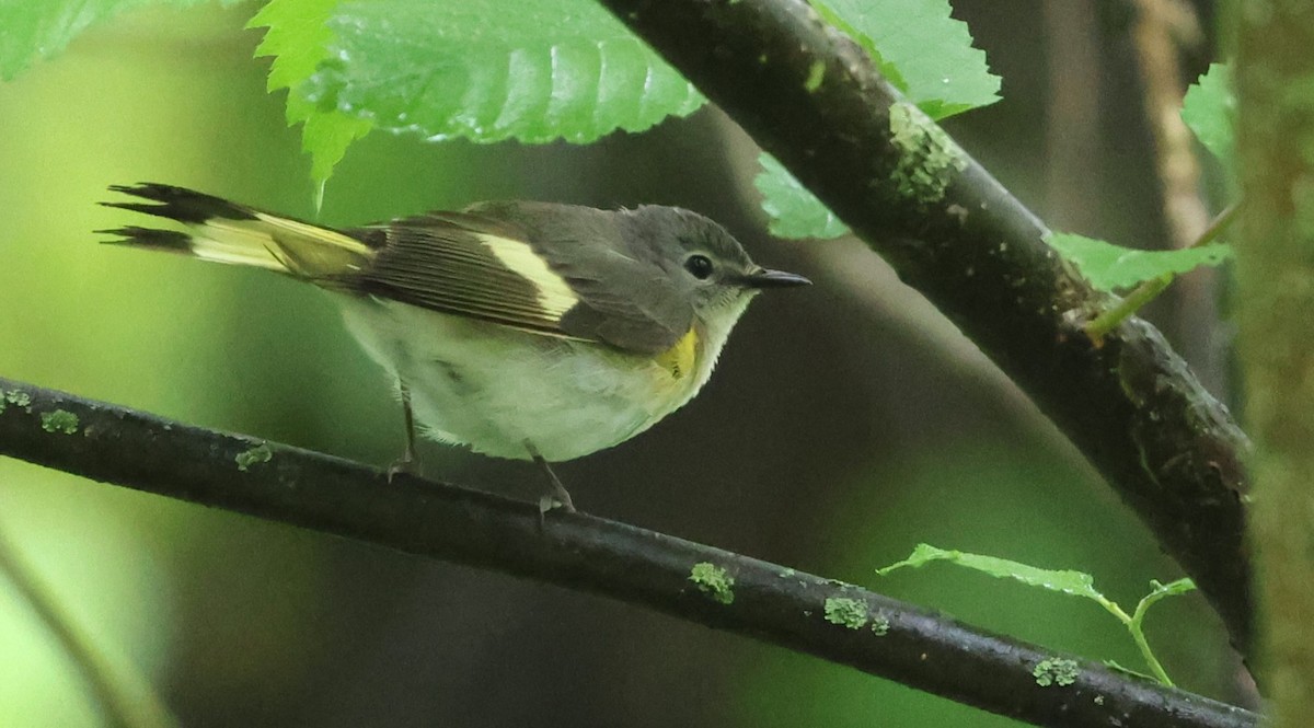 rødstjertparula - ML636247089