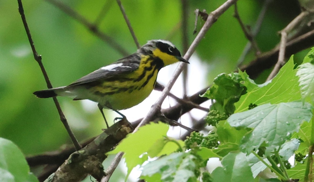 magnoliaparula - ML636247093