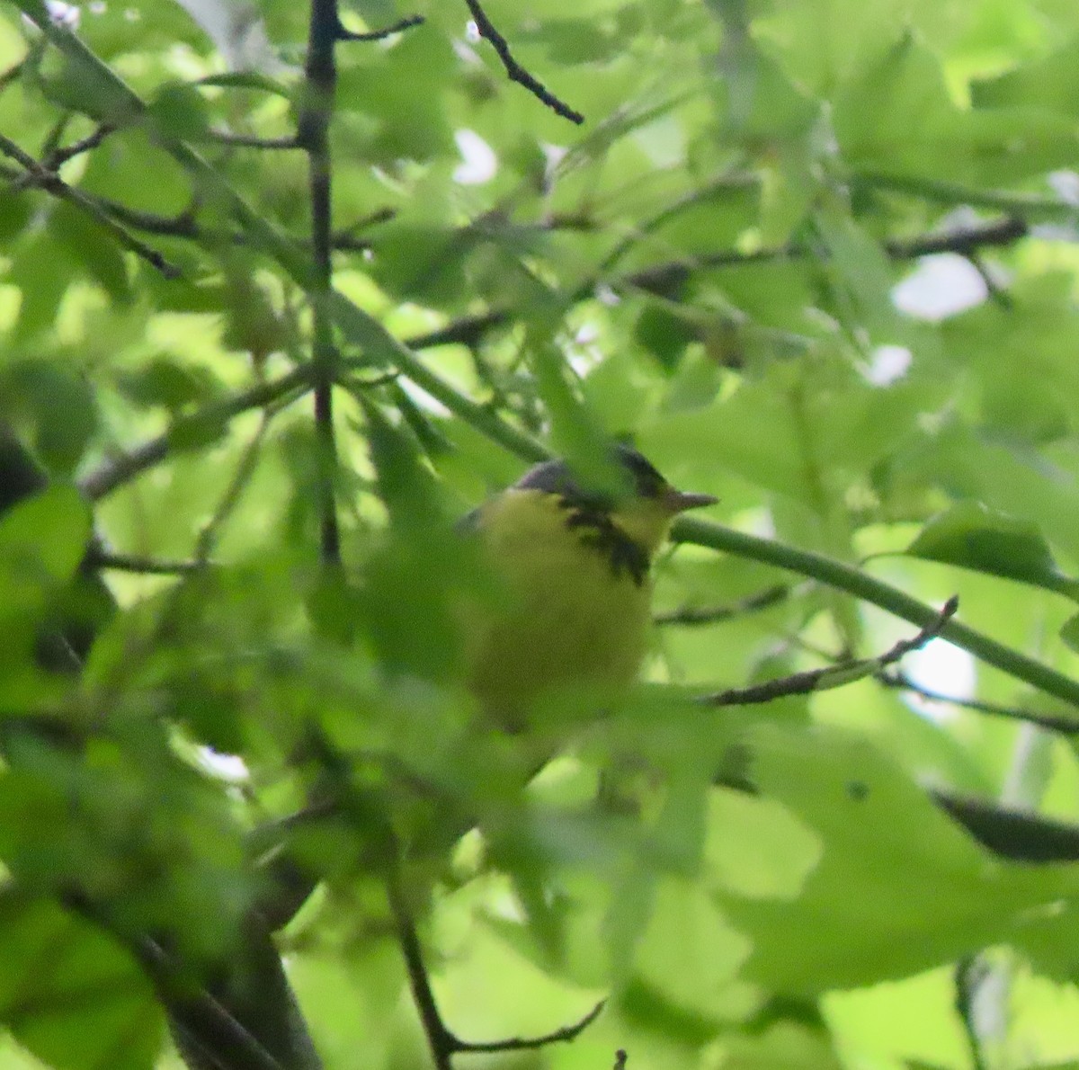 Canada Warbler - ML636247116