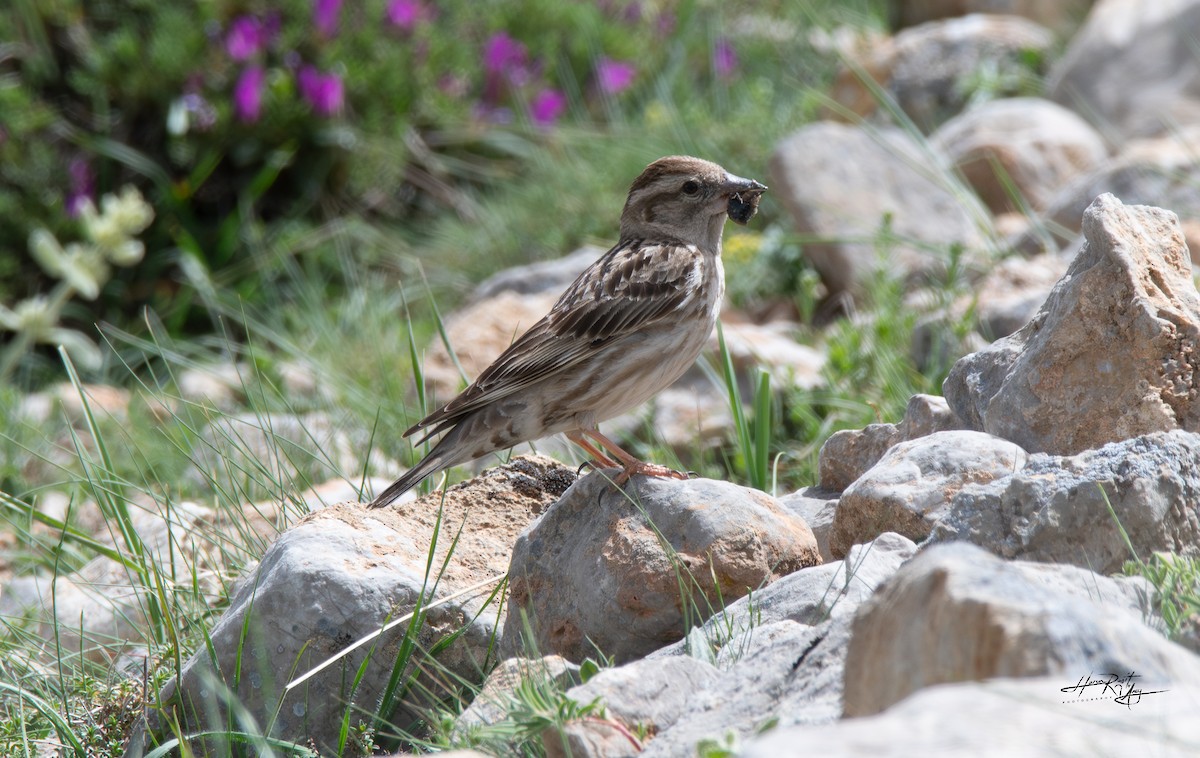 Rock Sparrow - ML636247125