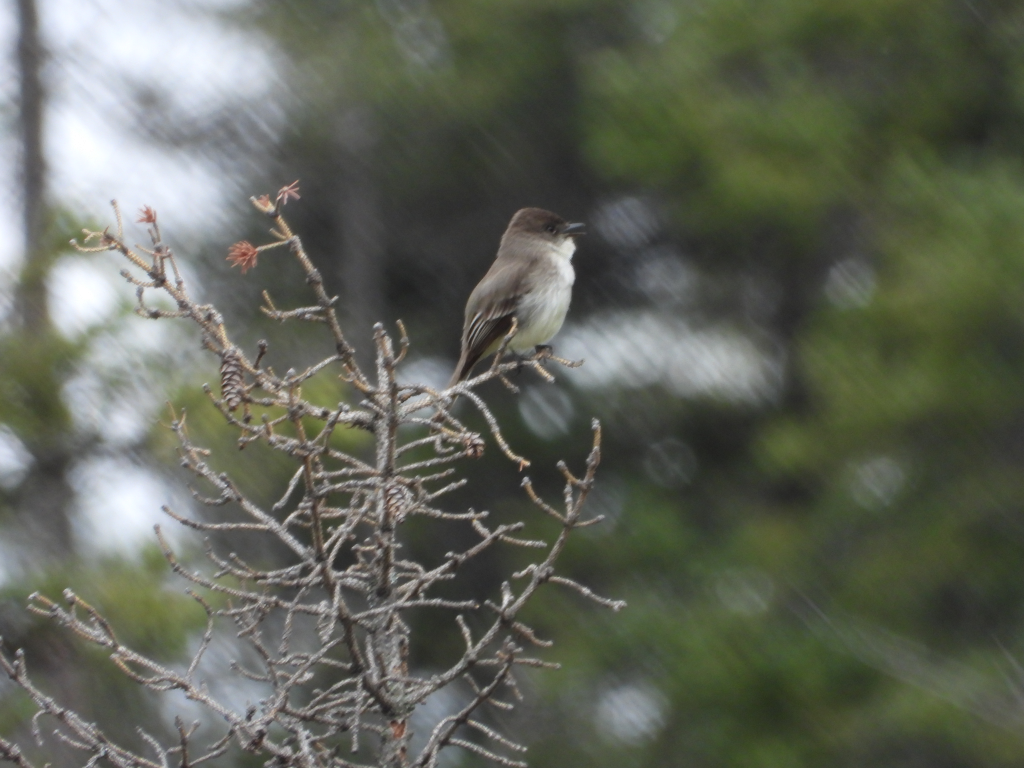 Eastern Phoebe - ML636247145