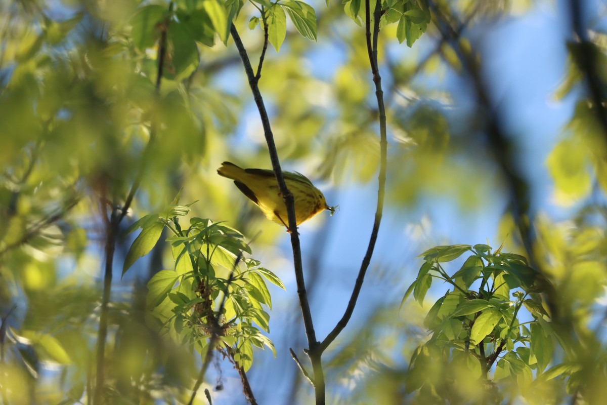 Yellow Warbler - ML636247152