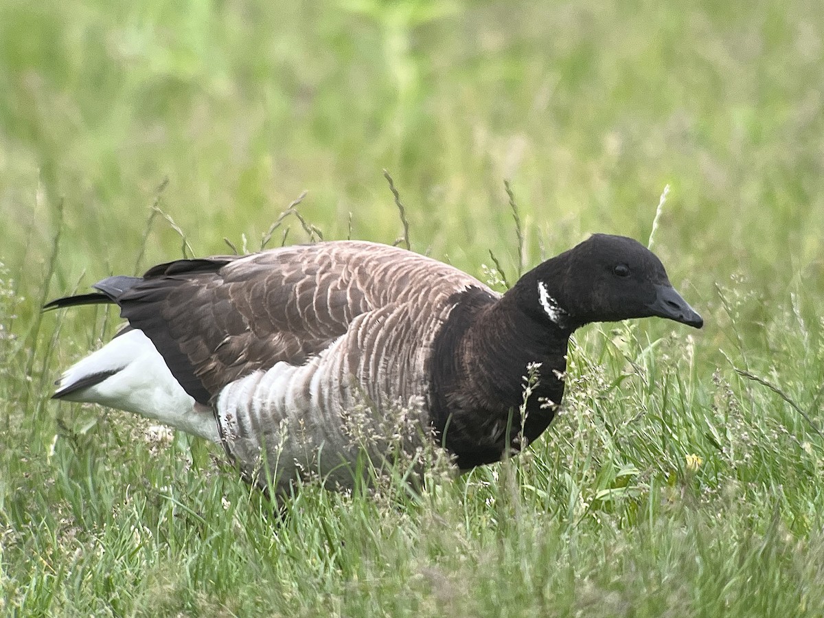 Brant (Atlantic) - ML636247157