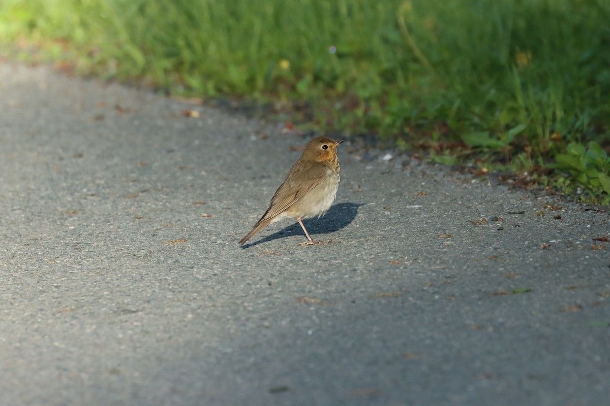 Swainson's Thrush - ML636247198