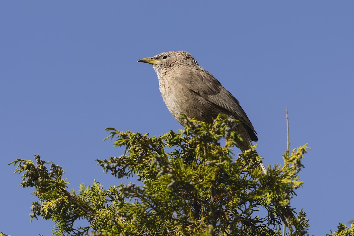 Arabian Babbler - ML636247208