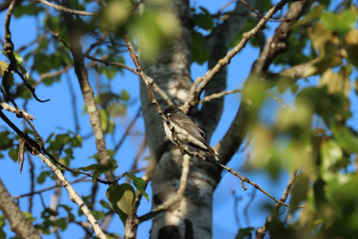 Eastern Kingbird - ML636247239
