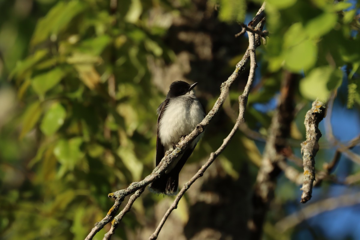 Eastern Kingbird - ML636247257