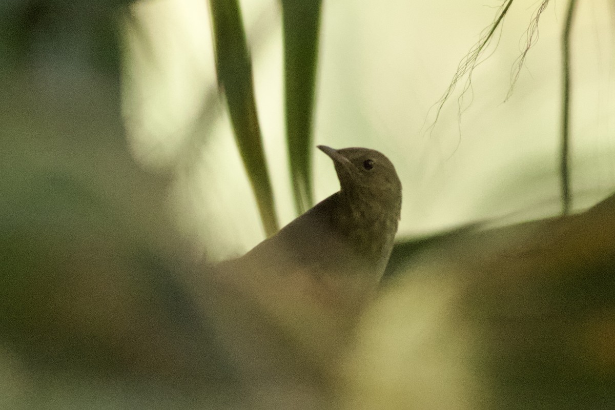 River Warbler - ML636247270