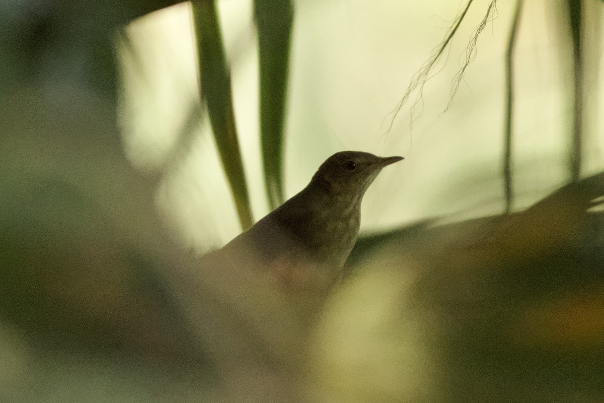 River Warbler - ML636247271