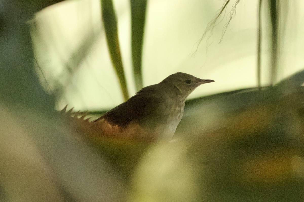 River Warbler - ML636247272