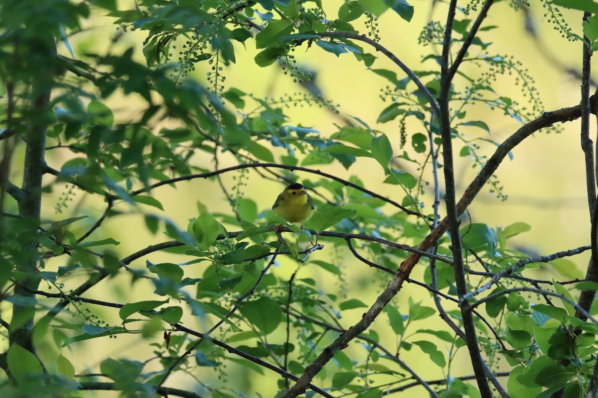 Wilson's Warbler - ML636247281