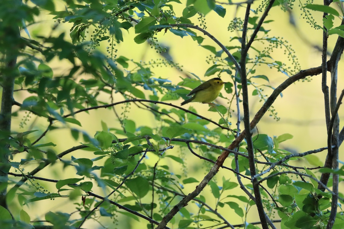 Wilson's Warbler - ML636247288