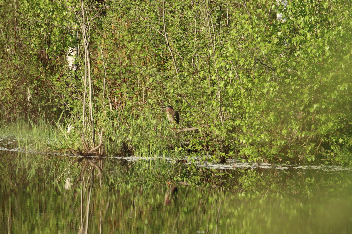 Green Heron - ML636247322