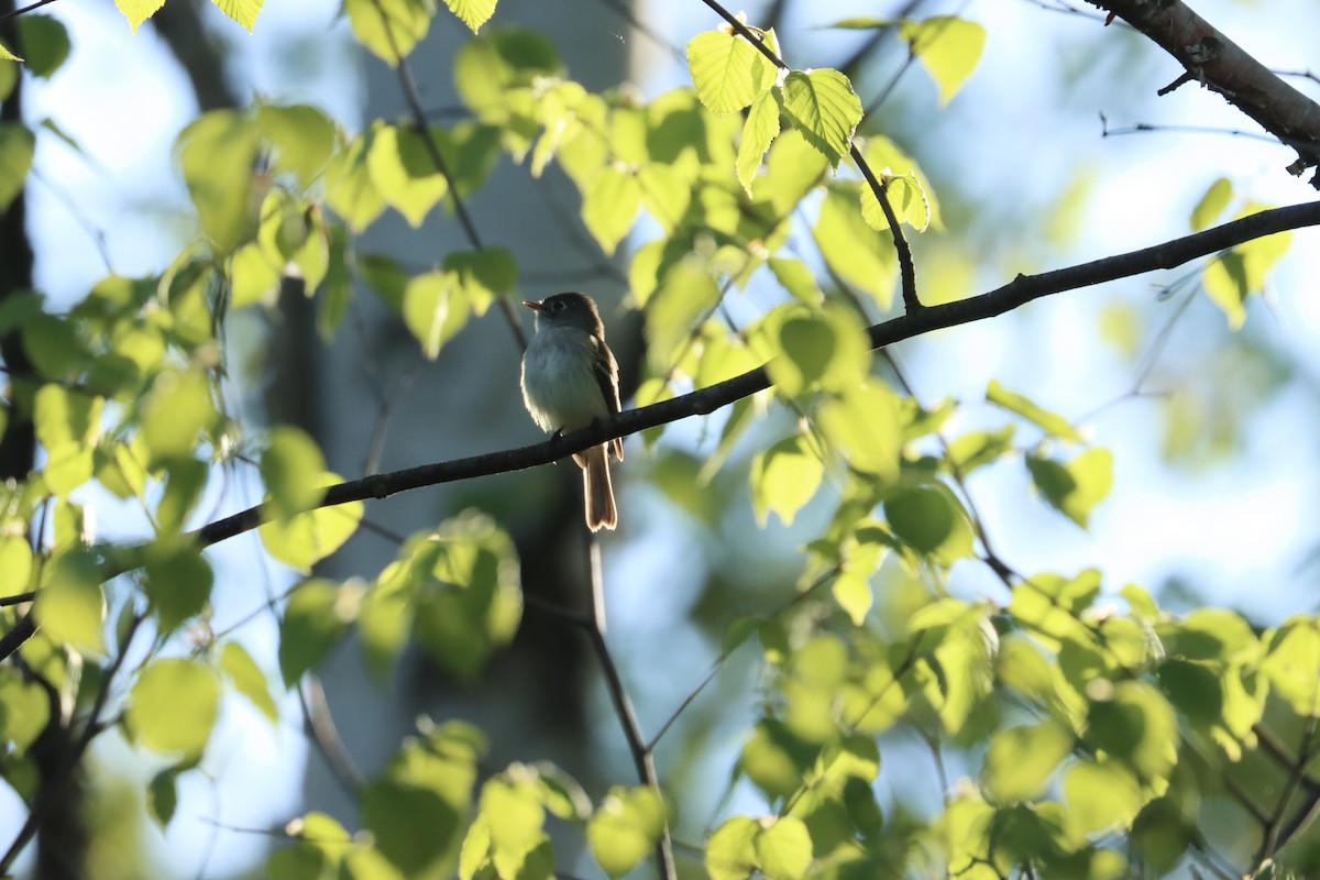 Least Flycatcher - ML636247359