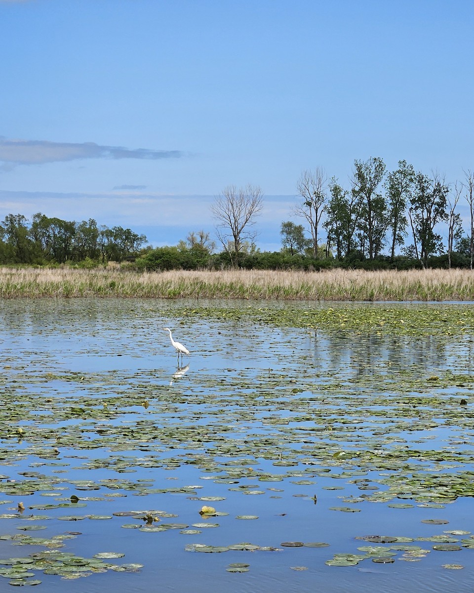 Great Egret - ML636247413