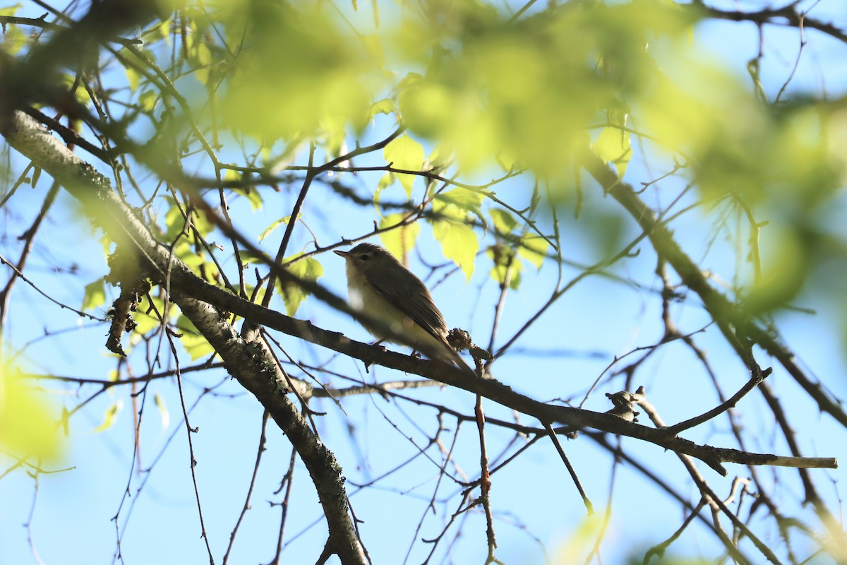 Warbling Vireo - ML636247479