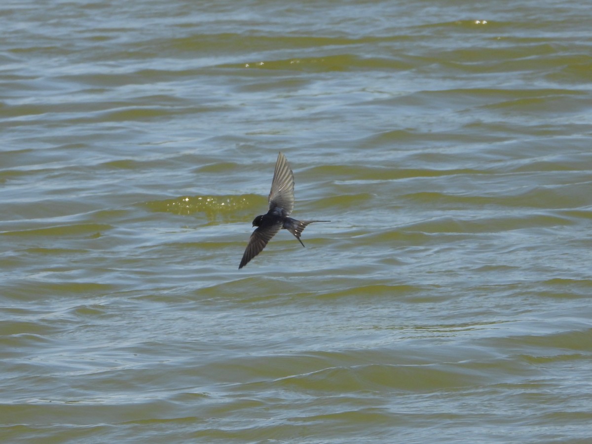 Асрын хараацай - ML636247480